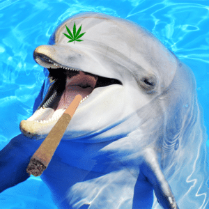 NRL Dolphins Smoking Cannabis